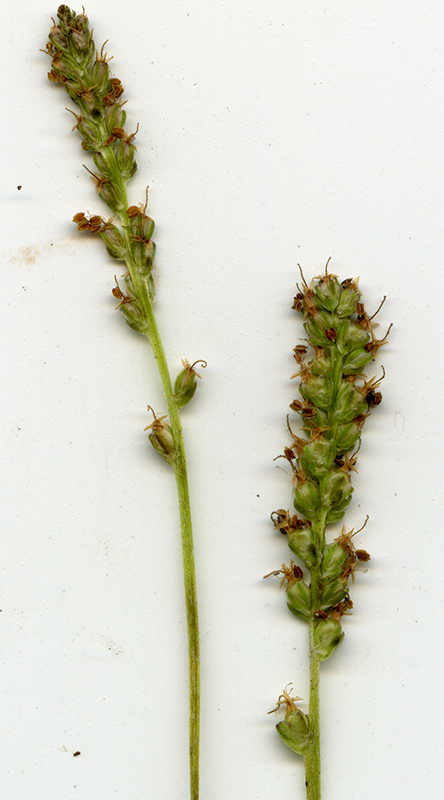 Image of Plantago uliginosa specimen.