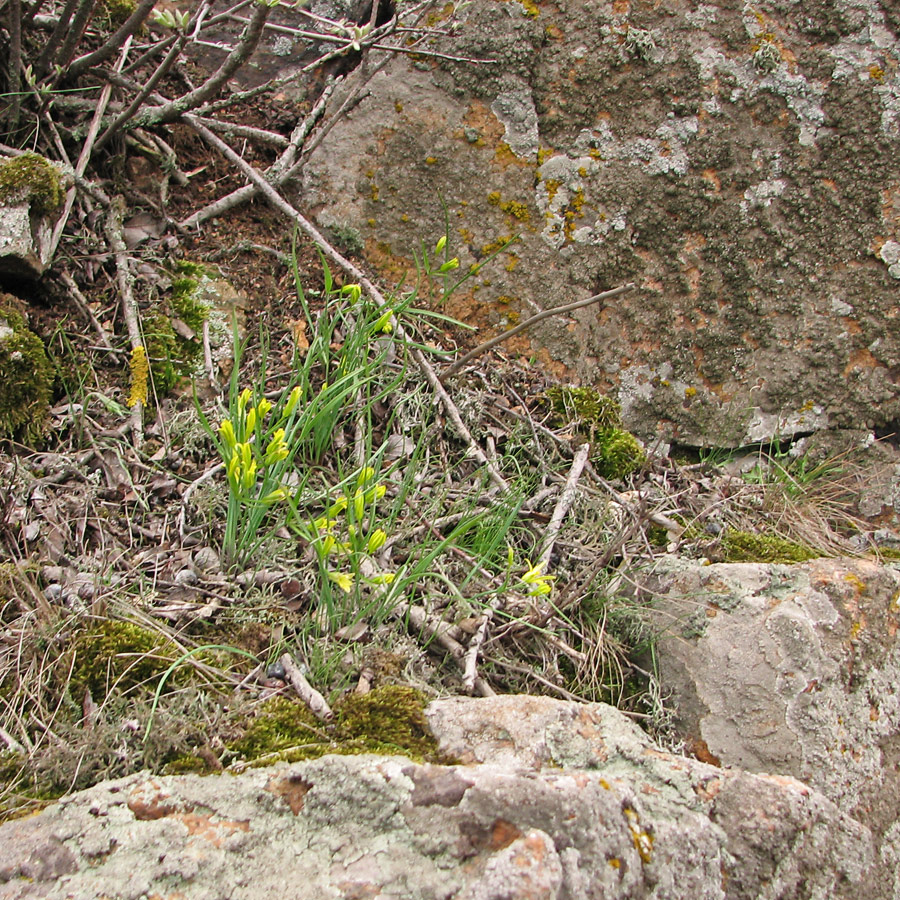 Image of Gagea podolica specimen.