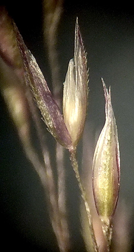 Image of Agrostis scabra specimen.