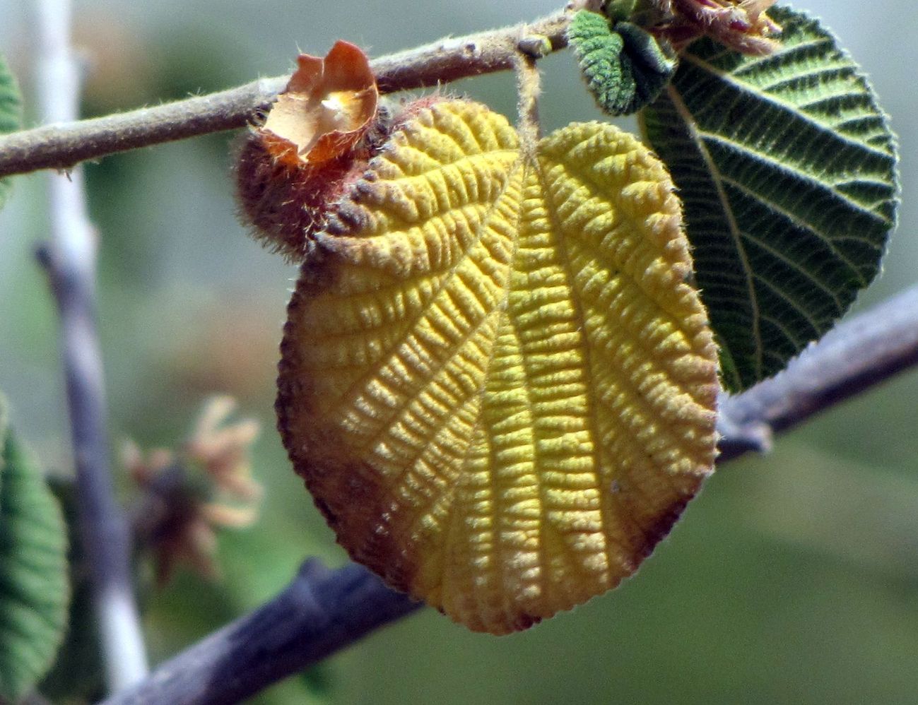 Image of Grewia villosa specimen.