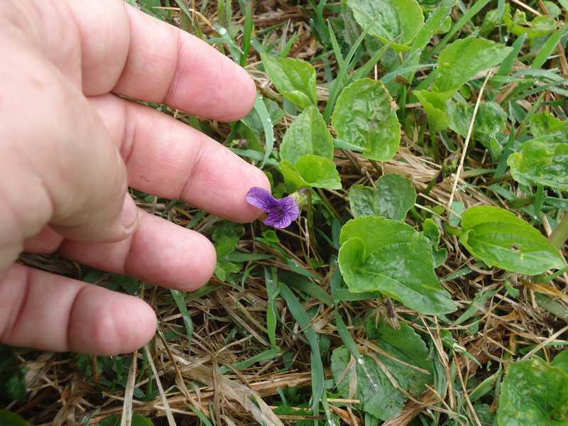 Изображение особи Viola kamtschadalorum.