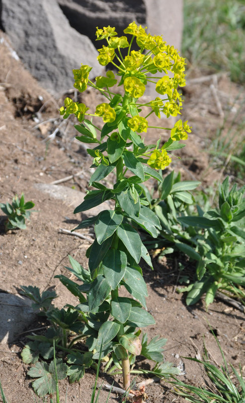 Изображение особи Euphorbia iberica.