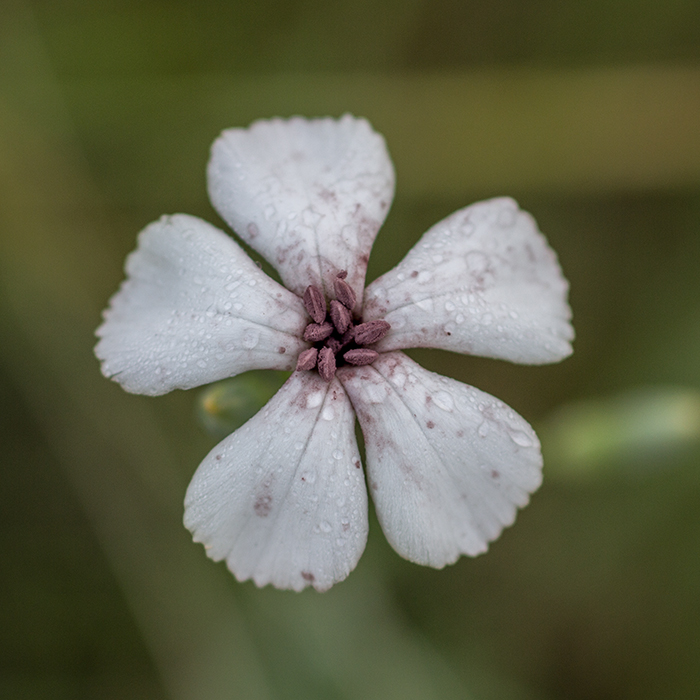 Image of genus Dianthus specimen.