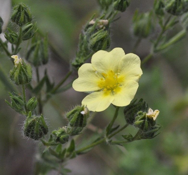 Image of Potentilla laciniosa specimen.