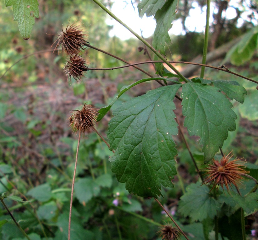 Image of Geum urbanum specimen.