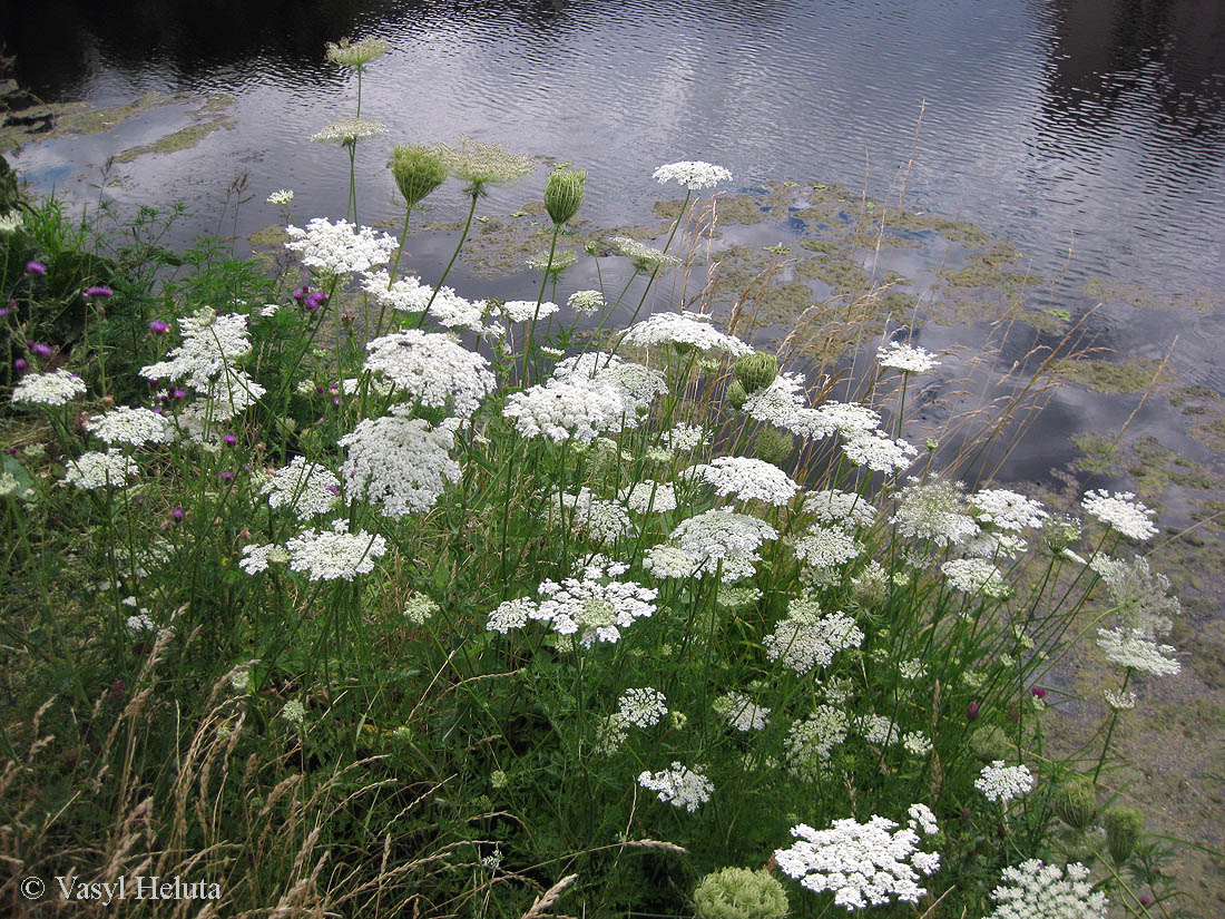 Image of Daucus carota specimen.