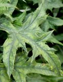 Echinops bannaticus