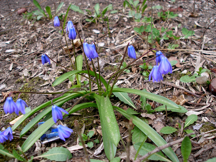 Image of Scilla siberica specimen.