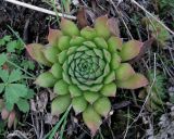 genus Sempervivum. Вегетирующее растение. Украина, Хмельницкая обл., г. Каменец-Подольский, у обрыва каньона р. Смотрич. 22 сентября 2013 г.