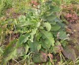 Verbascum lychnitis