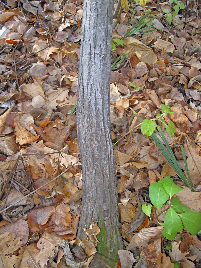 Image of genus Salix specimen.