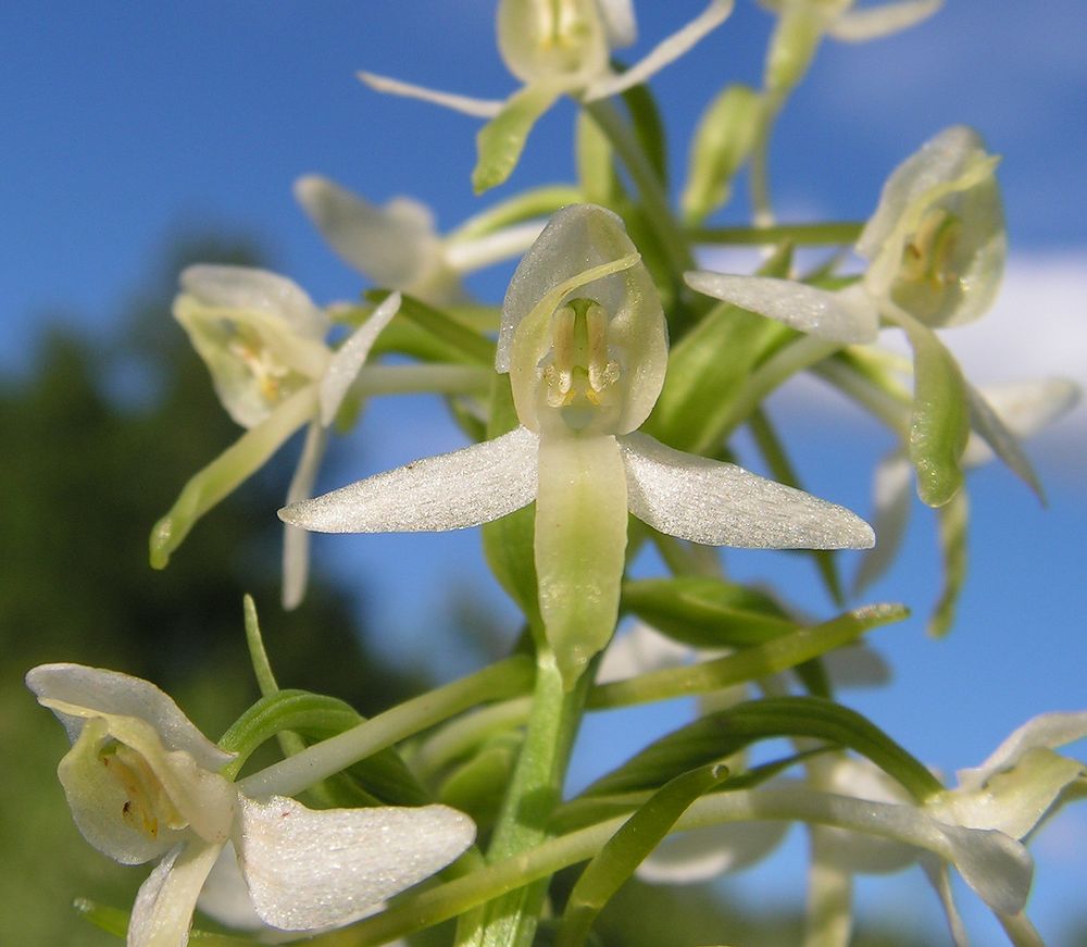 Изображение особи Platanthera metabifolia.