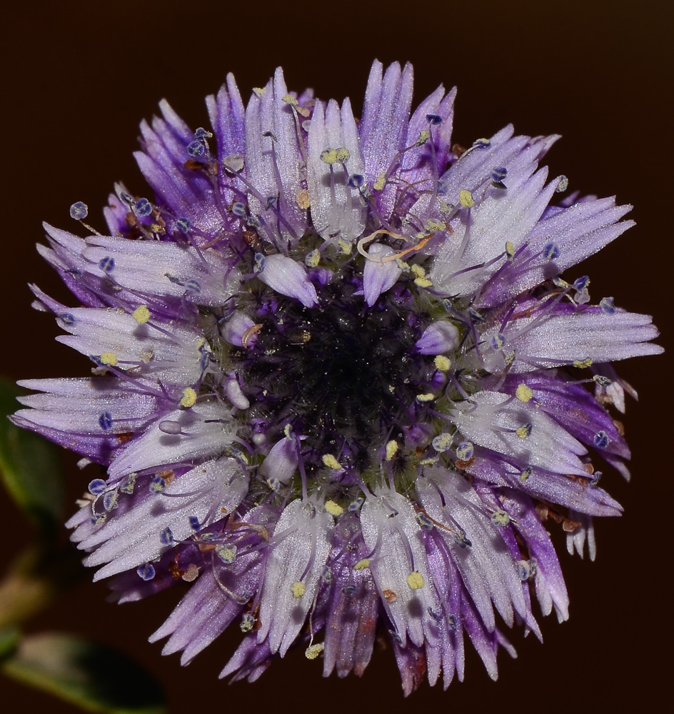 Image of Globularia arabica specimen.