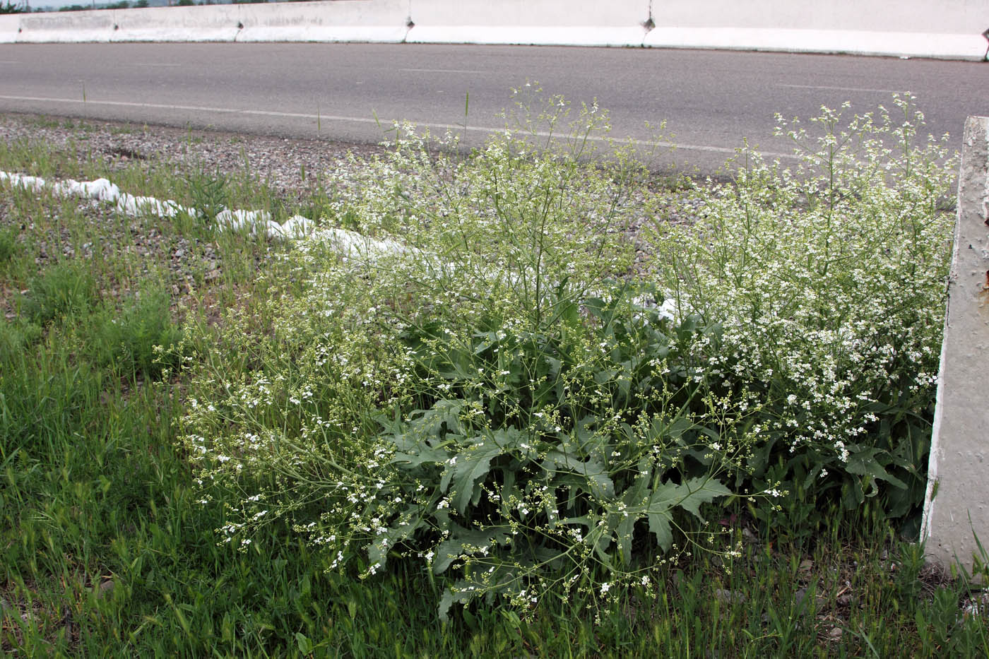 Изображение особи Crambe orientalis.