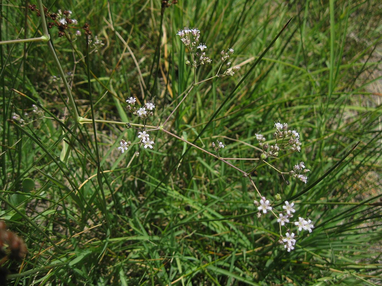 Изображение особи Gypsophila anatolica.