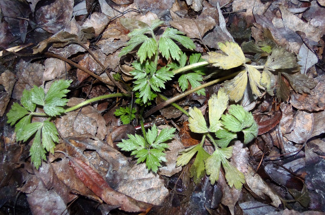 Image of Ranunculus repens specimen.