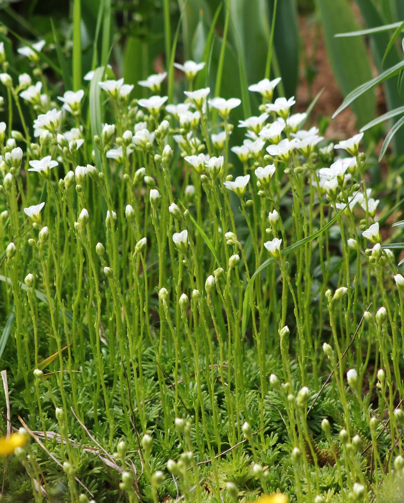 Image of Saxifraga &times; arendsii specimen.