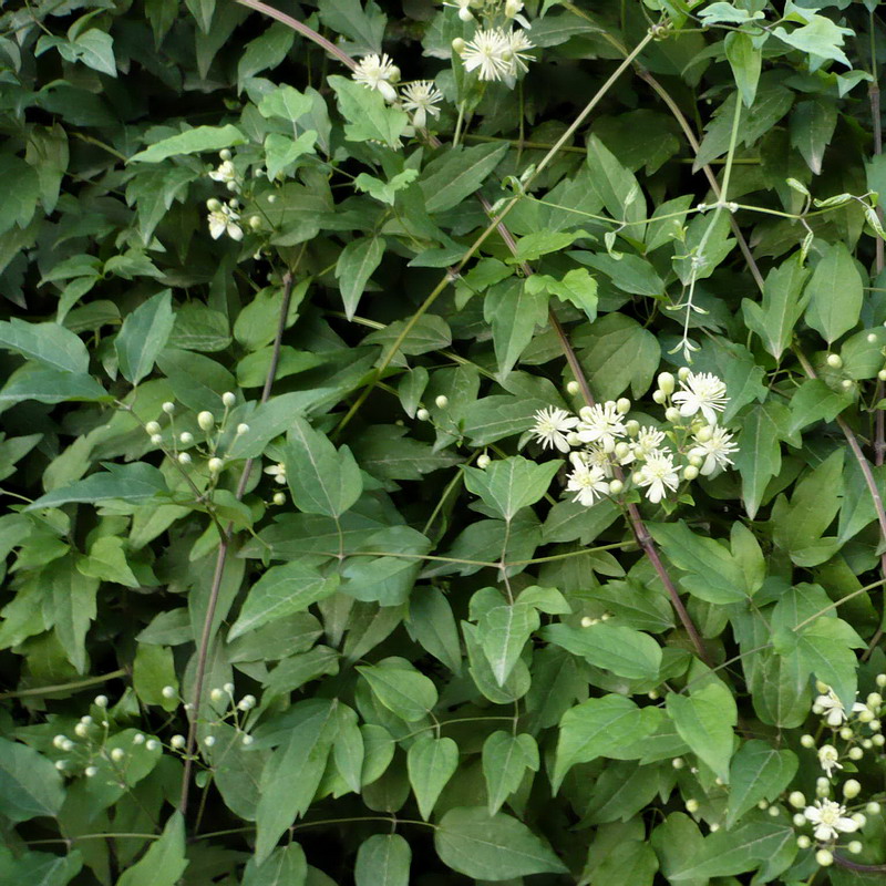 Image of Clematis vitalba specimen.