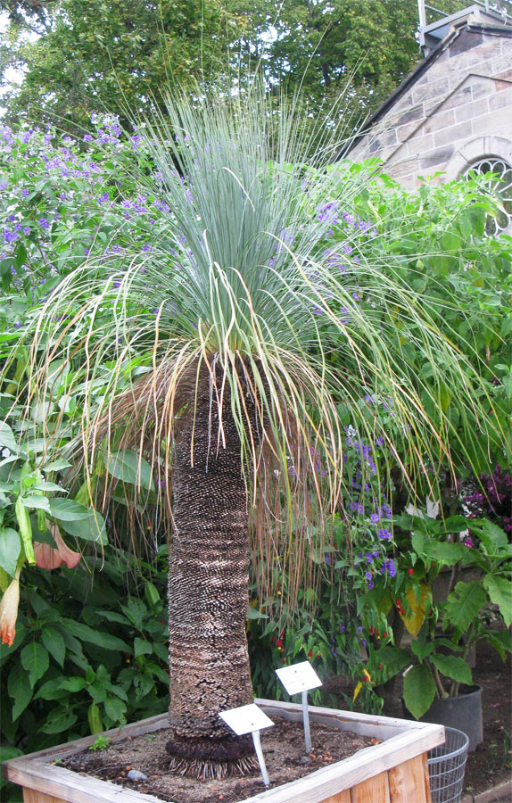 Image of Xanthorrhoea australis specimen.