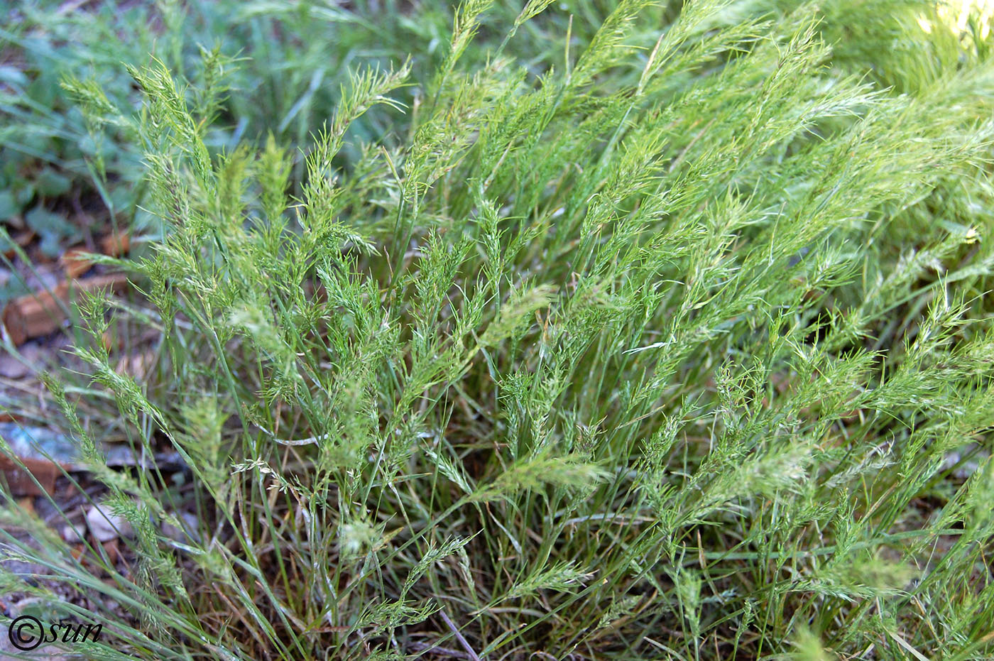 Image of Poa bulbosa ssp. vivipara specimen.