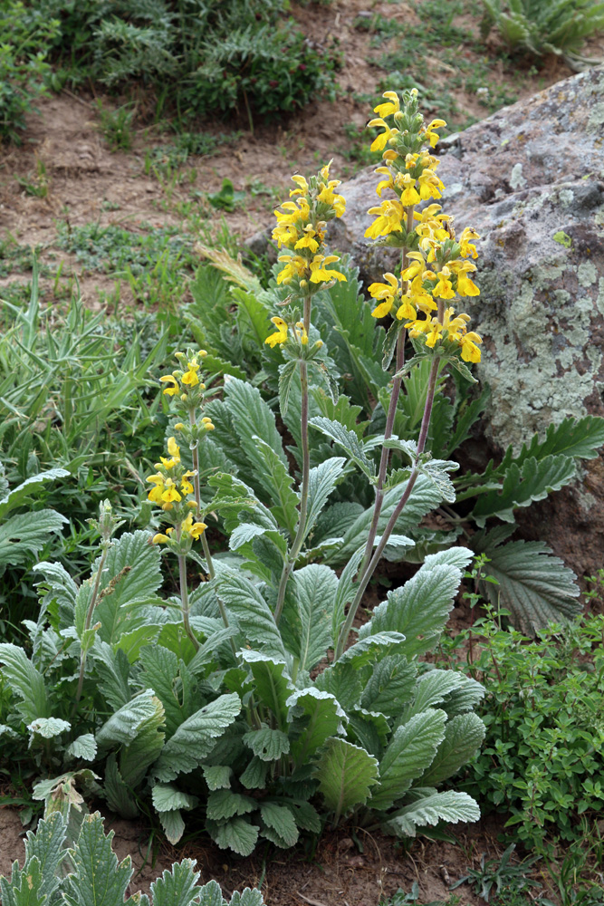 Image of Phlomoides fulgens specimen.