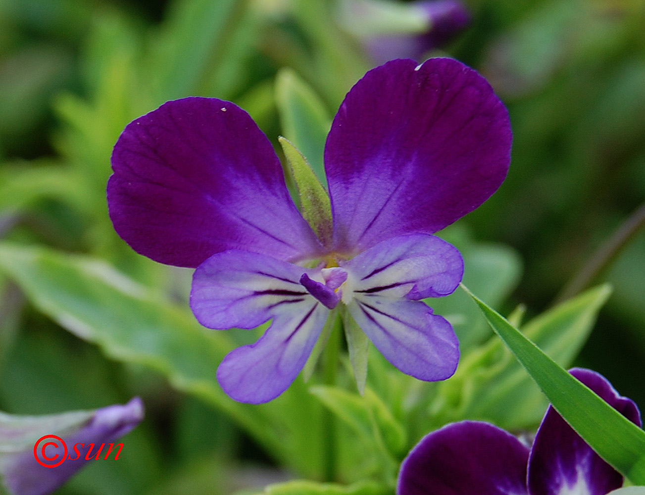 Image of genus Viola specimen.