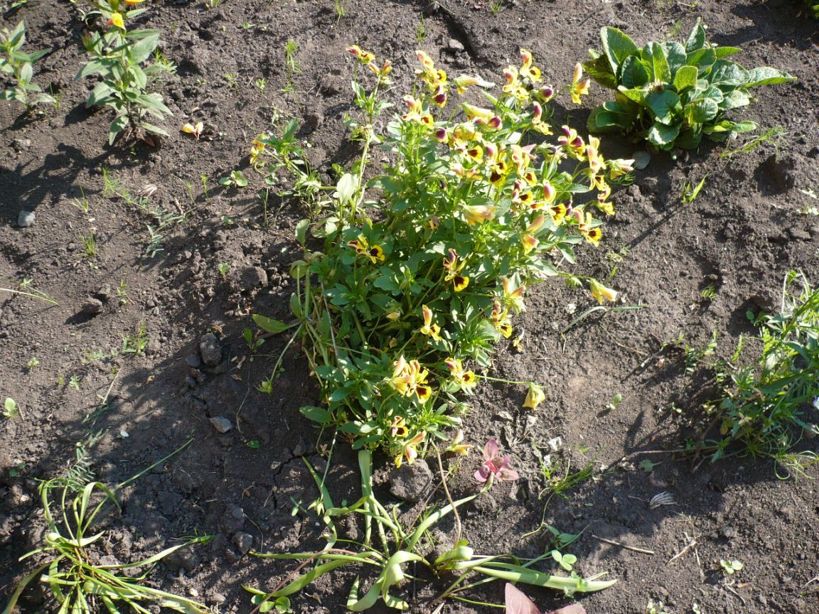 Image of genus Viola specimen.