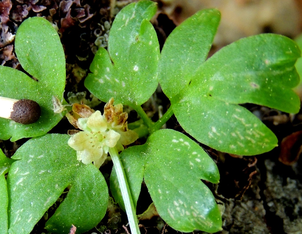 Image of Adoxa moschatellina specimen.