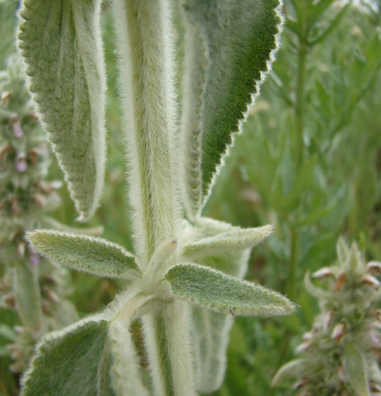 Изображение особи Stachys germanica.