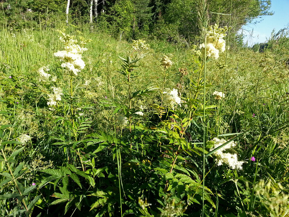 Image of Filipendula ulmaria specimen.