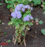 Ageratum houstonianum