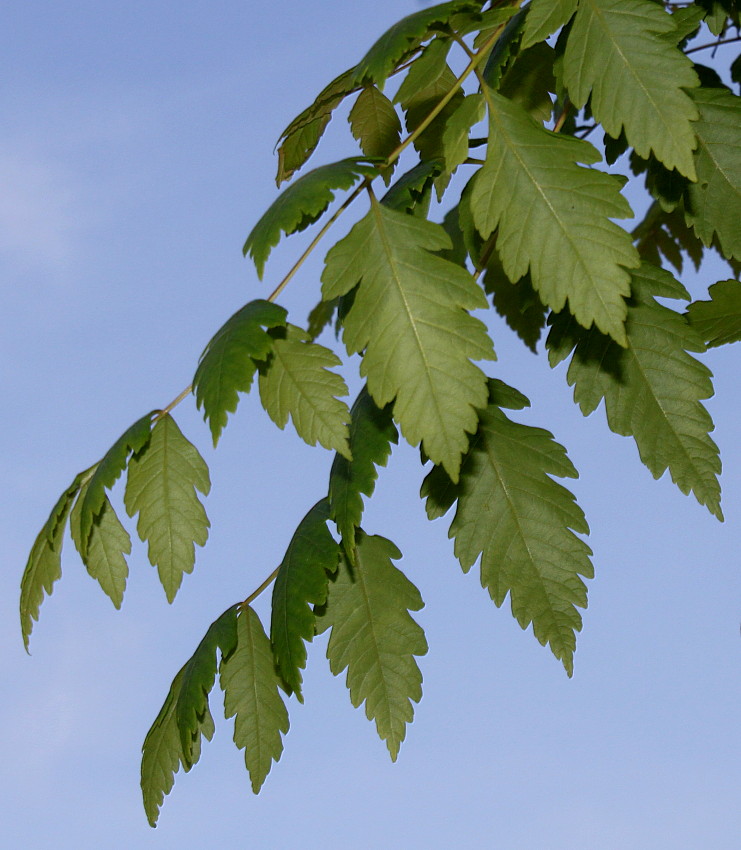 Image of Koelreuteria paniculata specimen.