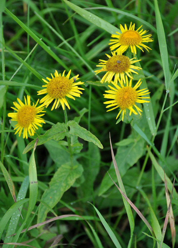 Изображение особи Inula britannica.