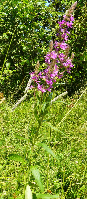 Изображение особи Lythrum salicaria.