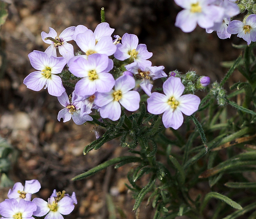 Image of Dontostemon integrifolius specimen.