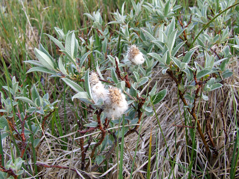 Изображение особи Salix lapponum.