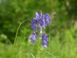 Aconitum fischeri