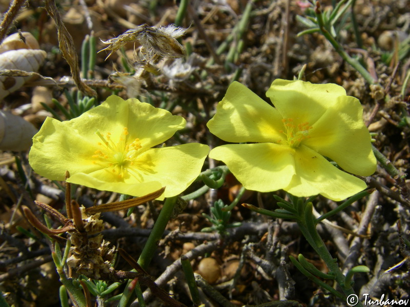 Изображение особи Fumana procumbens.