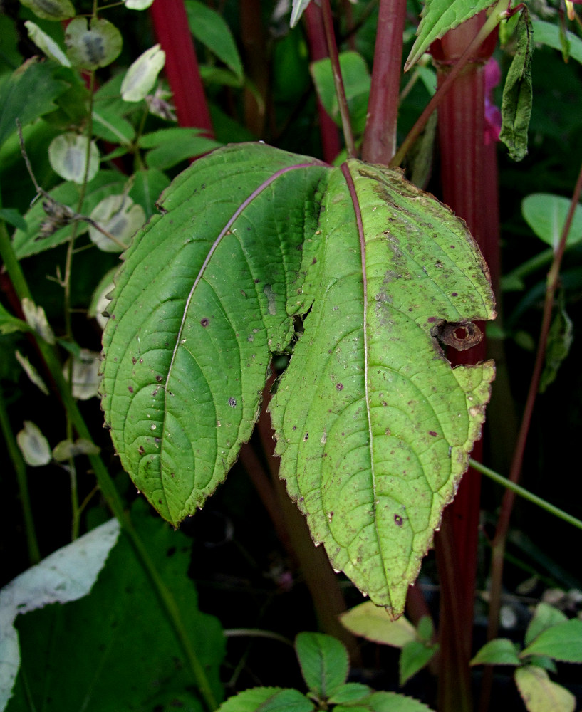 Image of Impatiens glandulifera specimen.