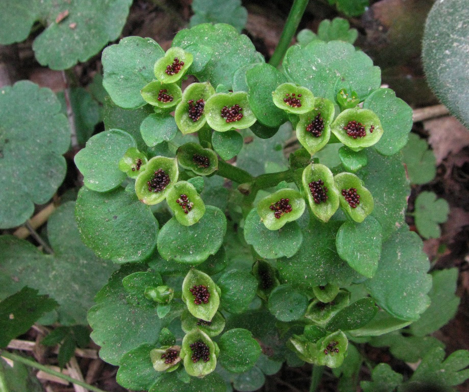 Image of Chrysosplenium alternifolium specimen.