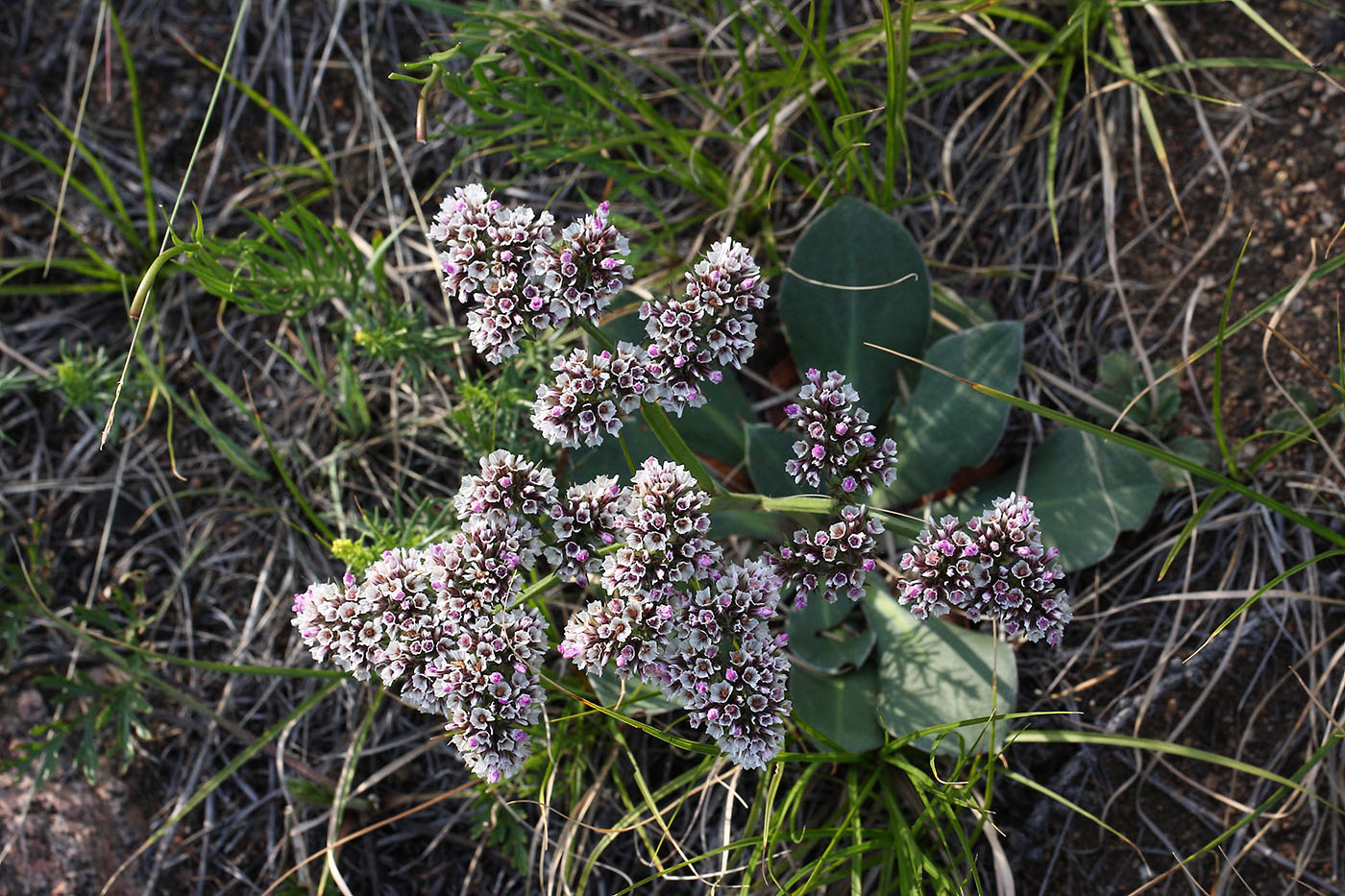 Image of Goniolimon speciosum specimen.