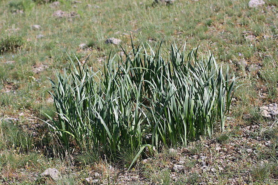 Изображение особи Iris halophila.