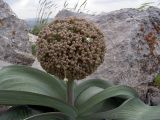 Allium karataviense. Соплодие (диаметр около 10 см). Южный Казахстан, горы Каракус. 07.05.2007.