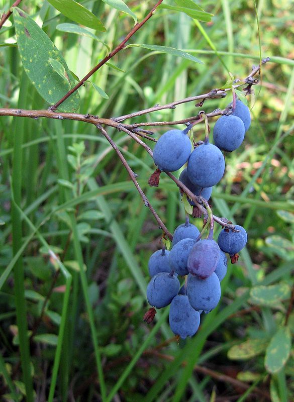 Image of Vaccinium uliginosum specimen.