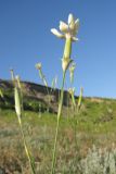 Dianthus elongatus. Верхушка цветущего растения. Краснодарский край, Темрюкский р-н, мыс Железный Рог, приморский обрывистый глинистый склон. 08.06.2015.