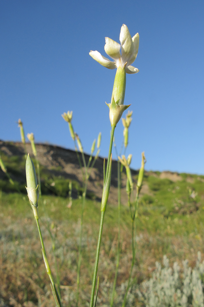 Изображение особи Dianthus elongatus.