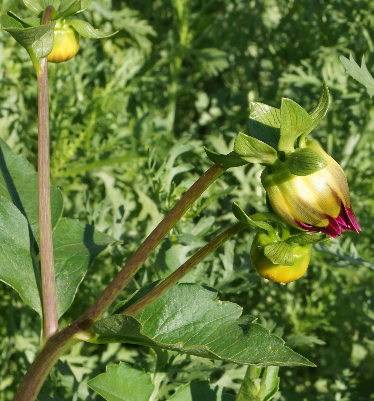 Изображение особи Dahlia pinnata.