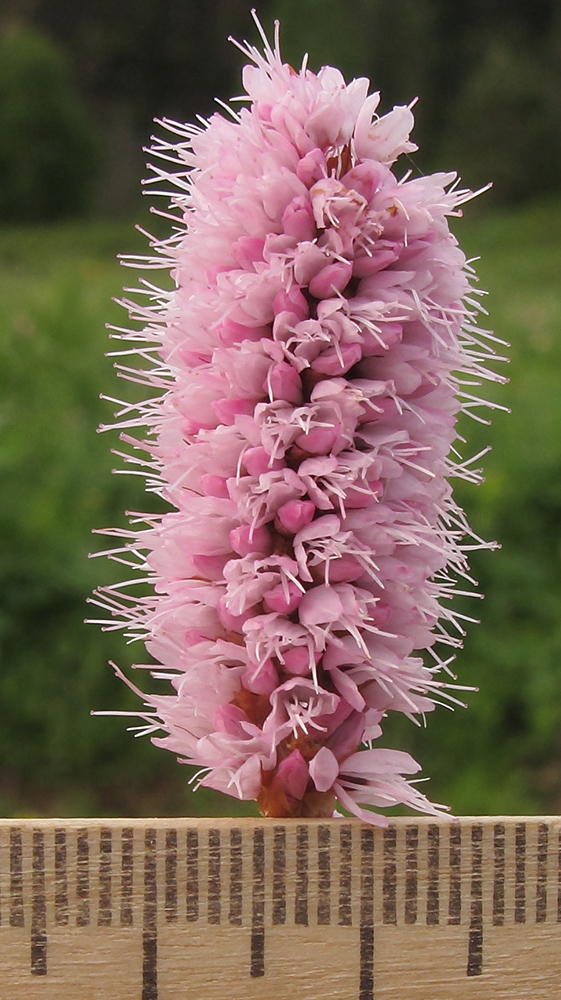 Image of Bistorta carnea specimen.