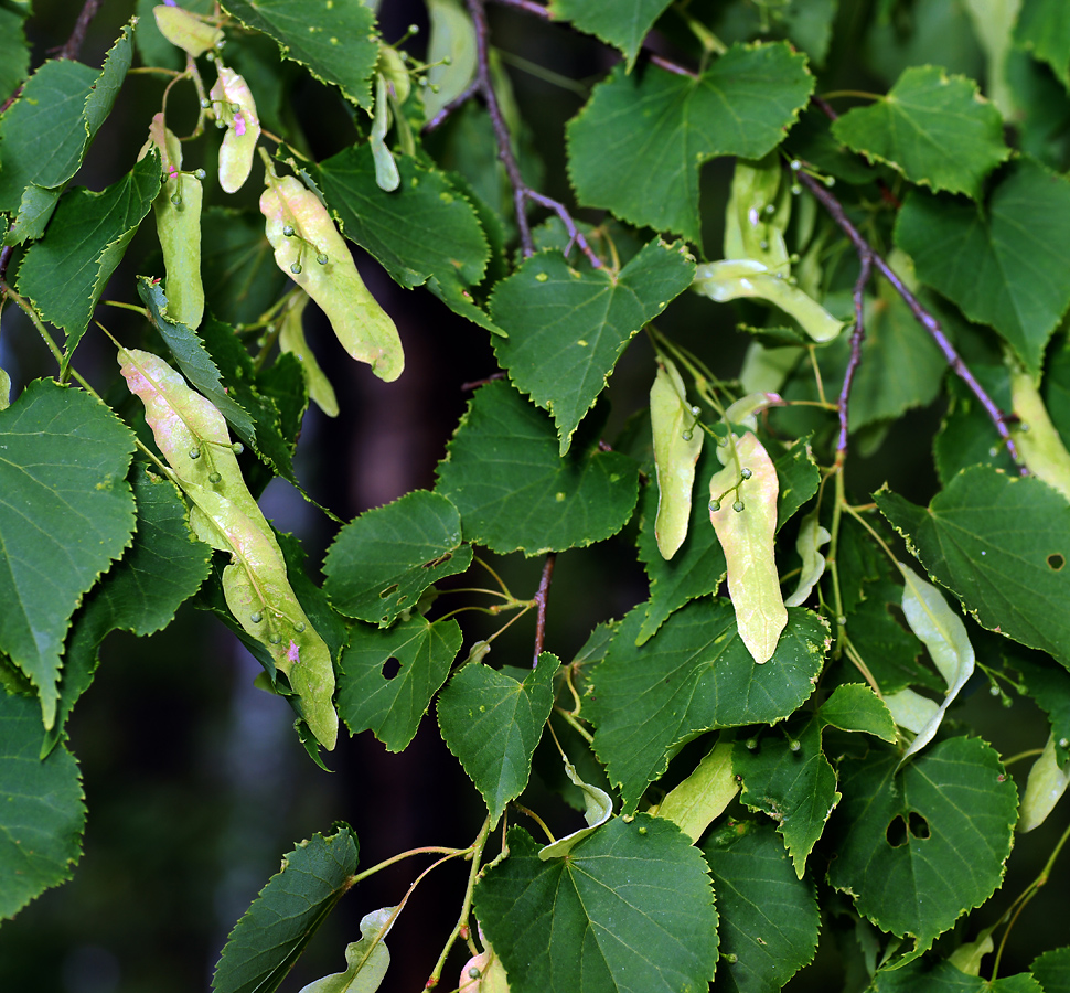 Изображение особи Tilia cordata.