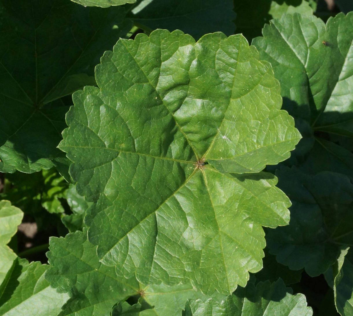 Image of Malva pusilla specimen.